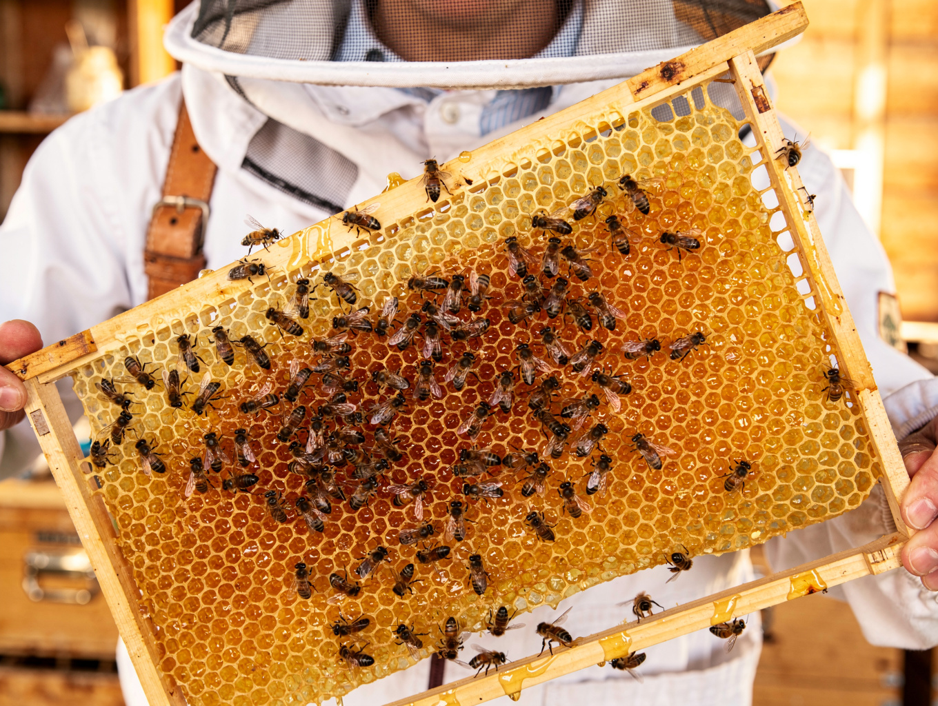 Professional humane extraction of a honey bee colony by a specialist